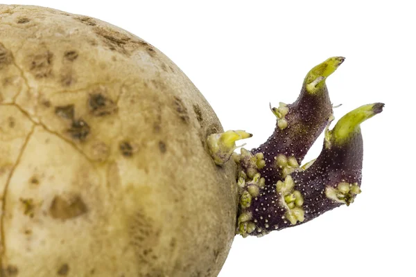 Aardappelen met spruiten close-up, geïsoleerd op witte achtergrond — Stockfoto