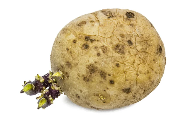 Patate con germogli, isolate su fondo bianco — Foto Stock