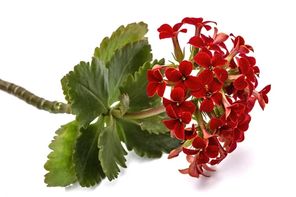 Bloem Kalanchoe, tropische sappig, geïsoleerd op witte CHTERGRO — Stockfoto