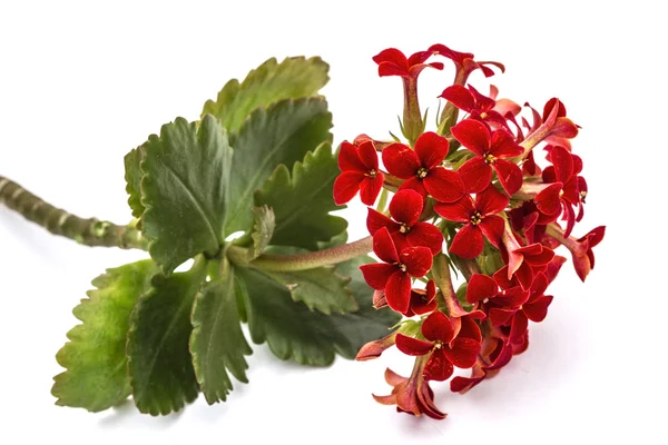 Bloem Kalanchoe, tropische sappig, geïsoleerd op witte CHTERGRO — Stockfoto