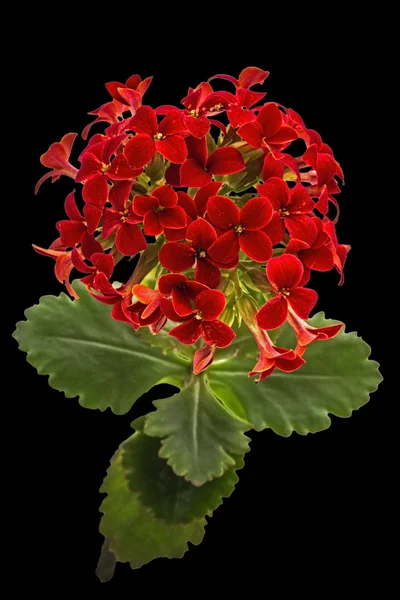 Blume Kalanchoe, tropische Sukkulente, isoliert auf schwarzem Hintergrund — Stockfoto
