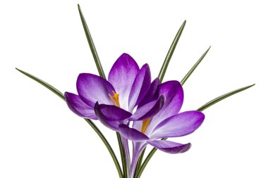 Beyaz arka plan üzerinde izole Iridaceae, mor çiçekler