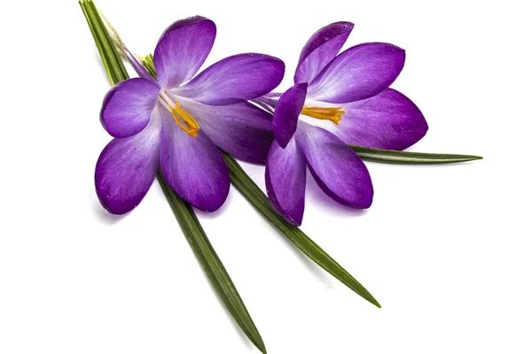 Fleurs violettes de crocus, isolées sur fond blanc — Photo