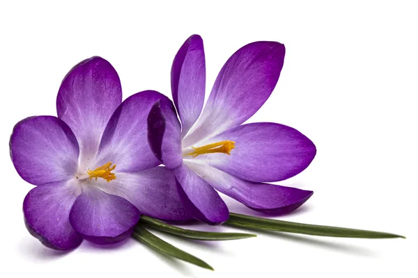 Beyaz arka plan üzerinde izole Iridaceae, mor çiçekler