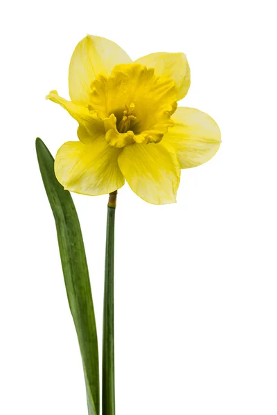 Fiore di narciso giallo, isolato su dorso bianco — Foto Stock
