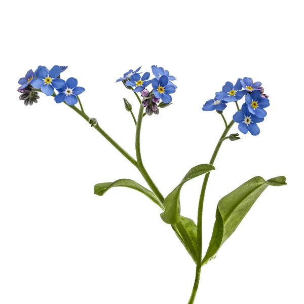 Flores azuis claras de Forget-me-not (Myosotis arvensis), isoladas — Fotografia de Stock