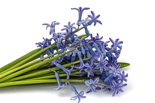 Buquê de flores de jacinto isolado no fundo branco — Fotografia de Stock