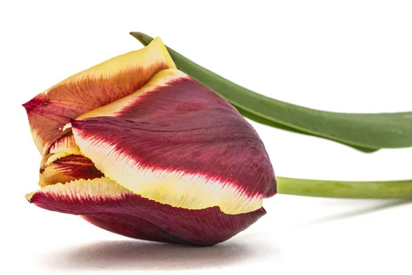 Flor tulipa close-up, isolado no fundo branco — Fotografia de Stock