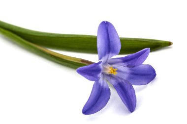 Chionodoxa luciliae, zafer kar, isolat, mor çiçekler