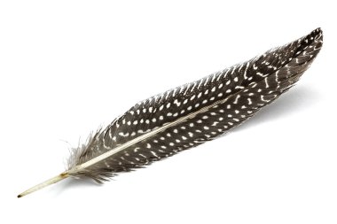 Feather of guinea fowl, isolated on white background clipart