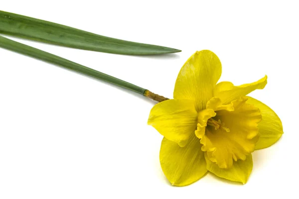 Flor de Daffodil amarelo (narciso), isolada no backgro branco — Fotografia de Stock