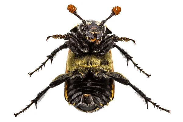 Großer Käfer auf dem Rücken umgedreht, isoliert auf weißem Hintergrund — Stockfoto