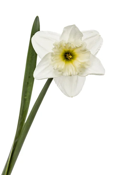 Bloem van witte narcis (narcissus), geïsoleerd op witte CHTERGRO — Stockfoto