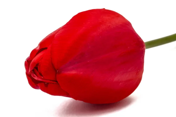 Flor de tulipa vermelha close-up, isolado no fundo branco — Fotografia de Stock