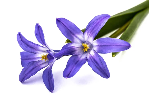 Flores violetas de Chionodoxa luciliae, Gloria de la nieve, Aislamiento — Foto de Stock