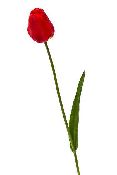 Flor de tulipa vermelha, isolada sobre fundo branco — Fotografia de Stock