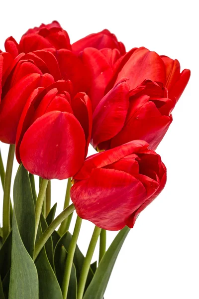 Buket kırmızı beyaz arka plan üzerinde izole, çiçekler — Stok fotoğraf