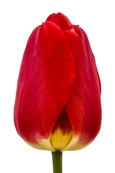 Fleur de tulipe rouge gros plan, isolé sur fond blanc — Photo