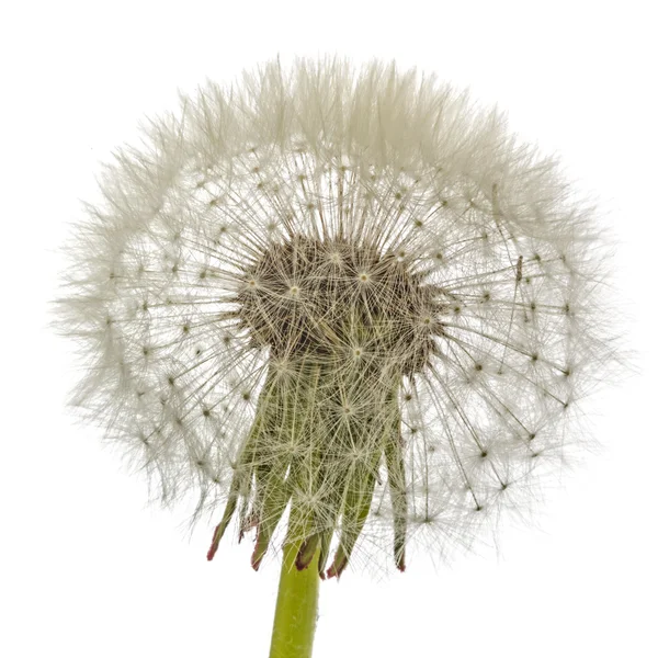 Oude paardebloem geïsoleerd op witte achtergrond — Stockfoto