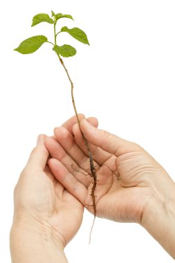 Beyaz arka plan üzerinde izole bir fide tutan eller