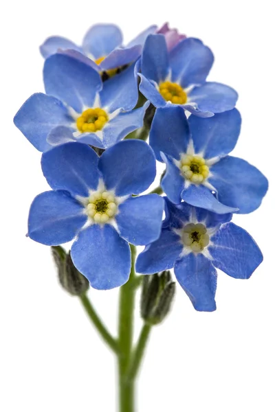 Światło niebieskie kwiaty Niezapominajka (Myosotis arvensis), izolowanie — Zdjęcie stockowe