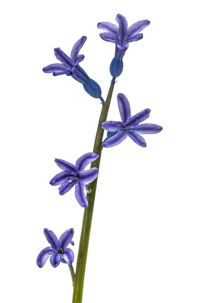 Flor de jacinto, aislada sobre fondo blanco — Foto de Stock