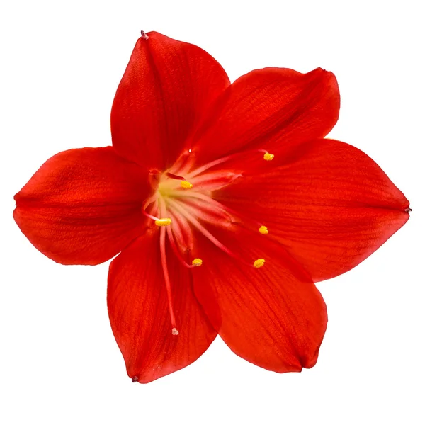 Red flower of Clivia, closeup, isolated on white background — Stock Photo, Image