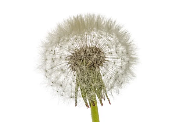 Oude paardebloem geïsoleerd op witte achtergrond — Stockfoto