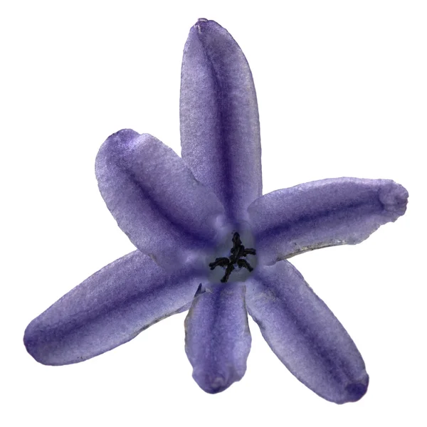 Blomma av hyacint närbild, isolerad på vit bakgrund — Stockfoto
