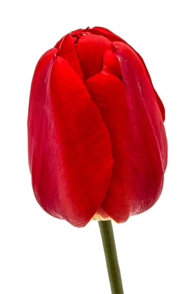 흰 바탕에 고립 된 빨간 튤립 꽃의 근접 사진 — 스톡 사진