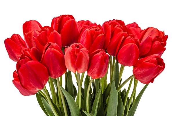 Buket kırmızı beyaz arka plan üzerinde izole, çiçekler — Stok fotoğraf