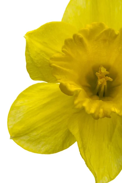 Bloem van gele narcis (narcissus) close-up, geïsoleerd op whit — Stockfoto