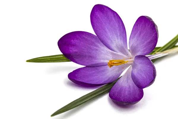 Purple flowers of crocus, isolated on white background — Stock Image Purple flowers of crocus, isolated on white background Royalty Free Stock Photos