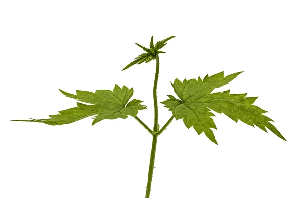 Young shoots of hops, isolated on white background — Stock Photo, Image