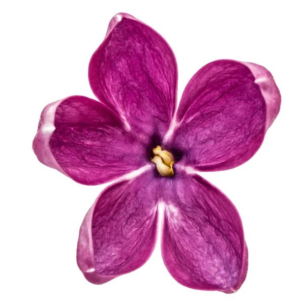 Lilás flor roxa, Syringa vulgaris, isolado no backgro branco — Fotografia de Stock