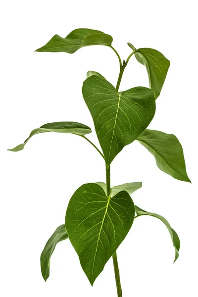 Grüne Blätter von Flieder, Syringa vulgaris, isoliert auf weißem Rücken — Stockfoto
