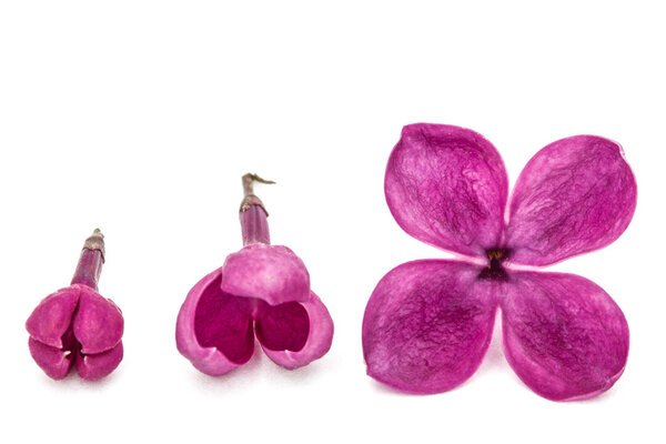 Gowth stages of flower lilac, Syringa vulgaris, isolated on whit