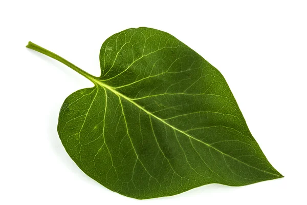 Groene blad van lila, Syringa vulgaris, geïsoleerd op witte backgro — Stockfoto