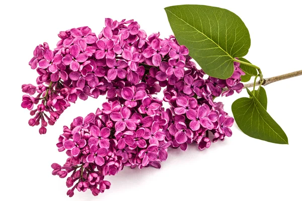 Gałązka fioletowy fioletowy, Lilak pospolity, na białym tle na biały deseń — Zdjęcie stockowe