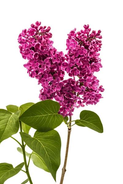 Lilas violet brindille, Syringa vulgaris, isolé sur fond blanc — Photo