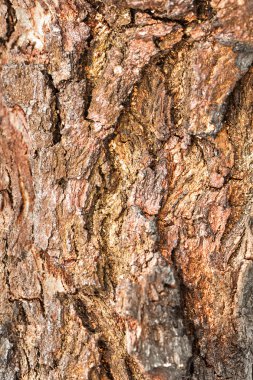 Ağaç doku arka plan deseni kabuk