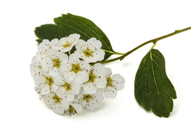 Çiçekler erkeçsakalı aguta (gelinler çelenk), yakın çekim, izole üzerinde w