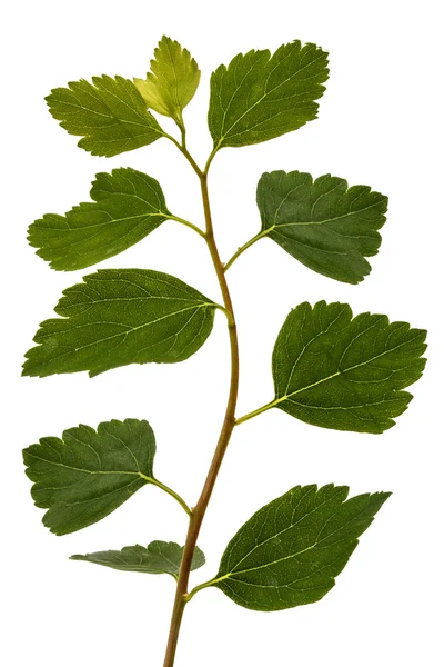 Junge Blätter auf einem Zweigstrauch spirea aguta (Bräutenkranz), iso — Stockfoto