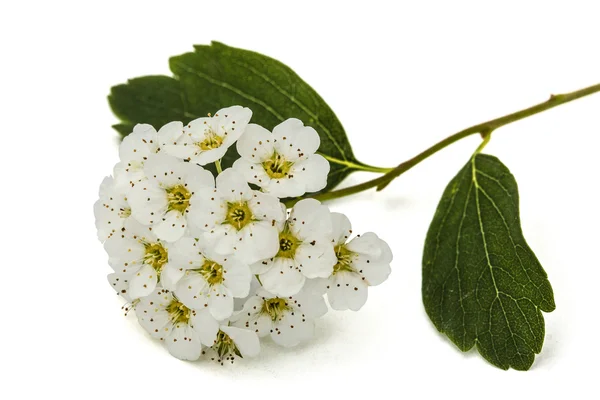 Flowers of Spirea aguta (Brides wreath), close-up, isolated on w — Stock Photo, Image