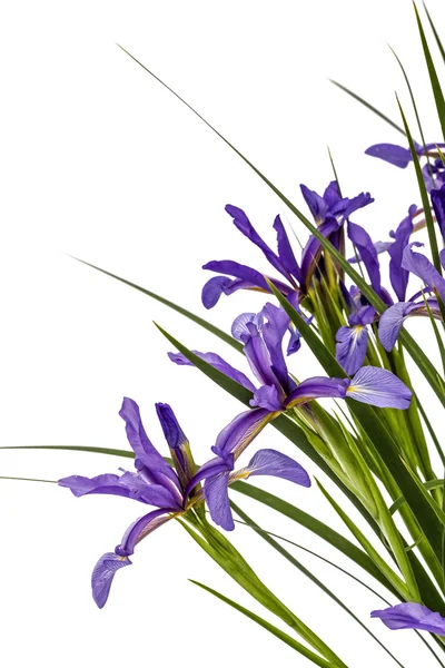 Flores de Iris pseudacorus primer plano, aisladas sobre fondo blanco — Foto de Stock