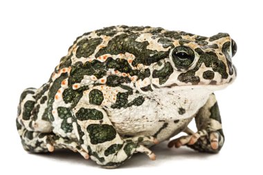 Yeşil kurbağa, lat. Bufo viridis, beyaz arka plan üzerinde izole