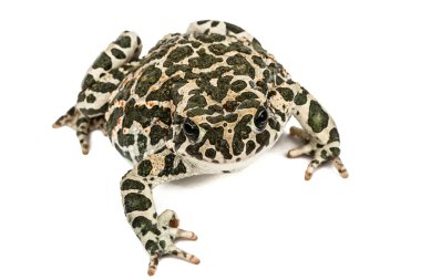 Yeşil kurbağa, lat. Bufo viridis, beyaz arka plan üzerinde izole