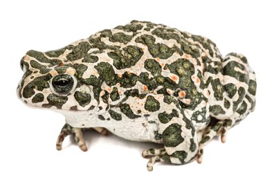 Yeşil kurbağa, lat. Bufo viridis, beyaz arka plan üzerinde izole