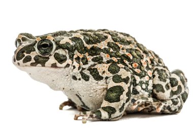 Yeşil kurbağa, lat. Bufo viridis, beyaz arka plan üzerinde izole