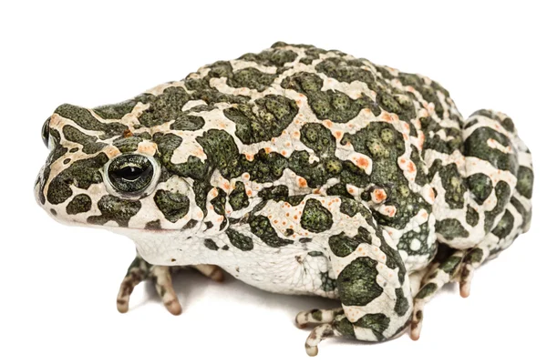 Crapaud vert, lat. Bufo viridis, isolé sur fond blanc — Photo